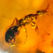 Burmese Insect Amber Hymenoptera Wasp Bee Fossil Cretaceous Dinosaur Age