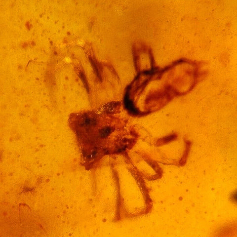 Burmese Insect Amber Arachnida Spider Fossil Burmite Cretaceous Dinosaur Age - Fossil Age Minerals