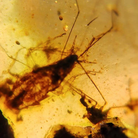 Burmese Insect Amber Roach And Unknown Flying Bug Fossil Cretaceous Dinosaur Age - Fossil Age Minerals