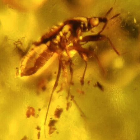 Fossil and Mineral Online Store | Dinosaur Fossils | Fossil Age Minerals