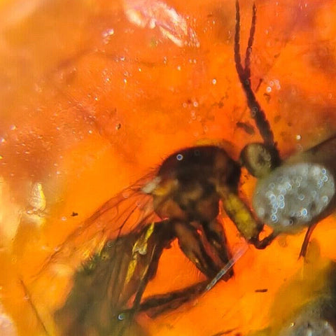 Burmese Insect Amber Diptera Mosquito Fly Bug Fossil Bermite Cretaceous Dinosaur Era - Fossil Age Minerals