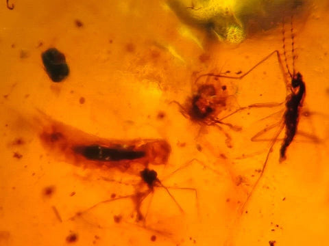 Burmese Insect Amber Mosquito Fly Unknown Bugs Fossil Cretaceous Dinosaur Era - Fossil Age Minerals