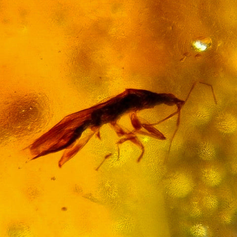 Burmese Insect Amber Heteroptera Stink Bug Fossil Bermite Cretaceous Dinosaur Era - Fossil Age Minerals