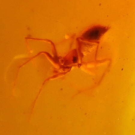 Burmese Insect Amber Arachnida Spider Fossil Burmite Cretaceous Dinosaur Age