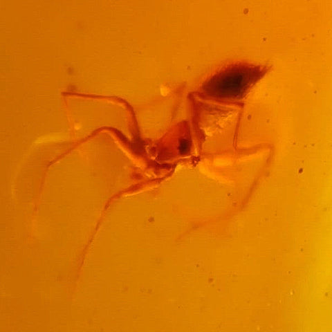 Burmese Insect Amber Arachnida Spider Fossil Burmite Cretaceous Dinosaur Age - Fossil Age Minerals
