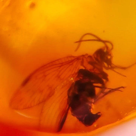 Burmese Insect Amber Hymenoptera Wasp, Lacewing Fossil Cretaceous Dinosaur Age