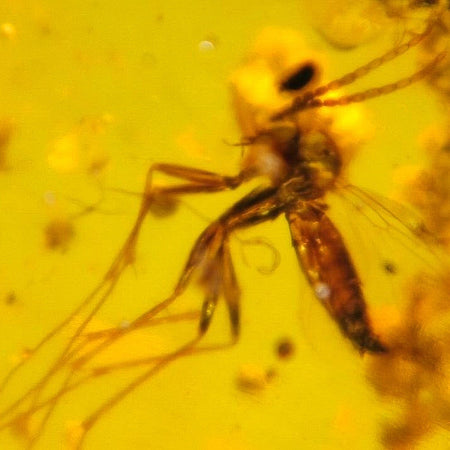 Burmese Insect Amber Diptera Mosquito Fly Bug Fossil Bermite Cretaceous Dinosaur Era
