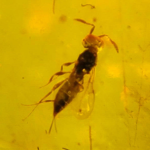 Burmese Insect Amber Hymenoptera Wasp Bee Fossil Cretaceous Dinosaur Age - Fossil Age Minerals