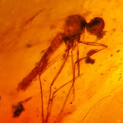 Burmese Insect Amber Mosquito Fly Bug Fossil Bermite Cretaceous Dinosaur Era