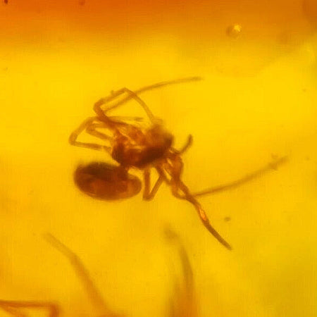 Burmese Insect Amber Arachnida Spider, Unknown Fly Fossil Cretaceous Dinosaur Age