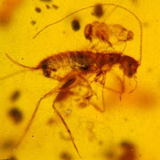 Burmese Insect Amber Cricket Larva Fossil Cretaceous Burmite Dinosaur Age