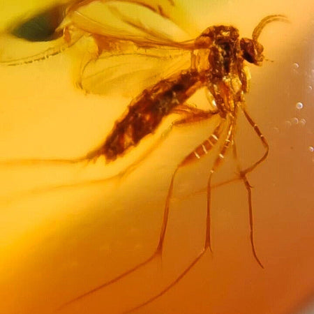 Burmese Insect Amber Mosquito Fly, Unknown Bug Fossil Cretaceous Dinosaur Era