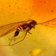 Burmese Insect Amber Unique Diptera Fly Bug Fossil Bermite Cretaceous Dinosaur Era