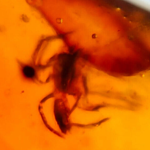 Burmese Insect Amber Spider, Beetles And Mosquito Fly Fossil Cretaceous Dinosaur Era - Fossil Age Minerals