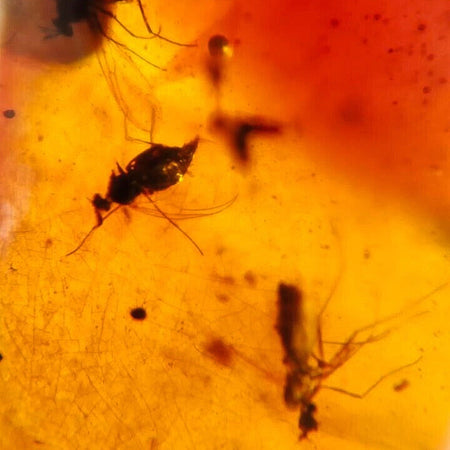 Burmese Insect Amber Diptera Flying Bugs Fossil Cretaceous Burmite Dinosaur Age