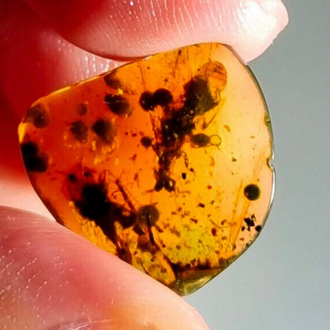 Burmese Insect Amber Unknown Flying Bug Fossil Burmite Cretaceous Dinosaur Age - Fossil Age Minerals