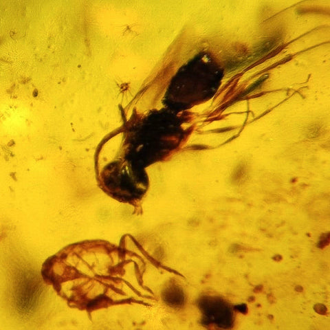 Burmese Insect Amber Hymenoptera Wasp, Unknown Bug Fossil Cretaceous Dinosaur Age - Fossil Age Minerals