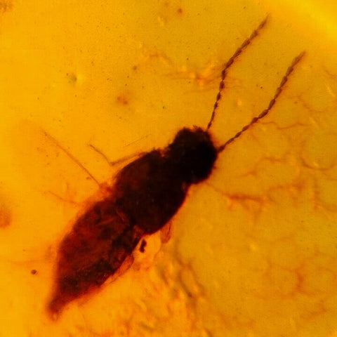 Burmese Insect Amber Rove Beetle And Roach Burmite Fossil Cretaceous Dinosaur Era - Fossil Age Minerals