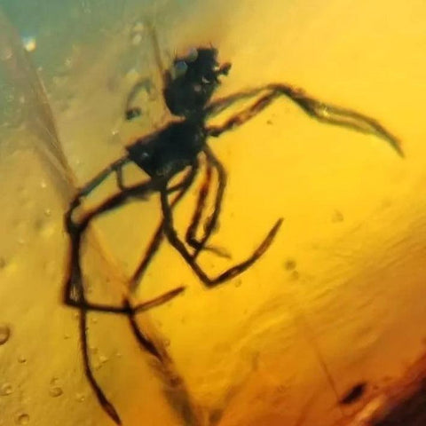 Burmese Insect Amber Arachnida Spider Bug Fossil Burmite Cretaceous Dinosaur Age - Fossil Age Minerals