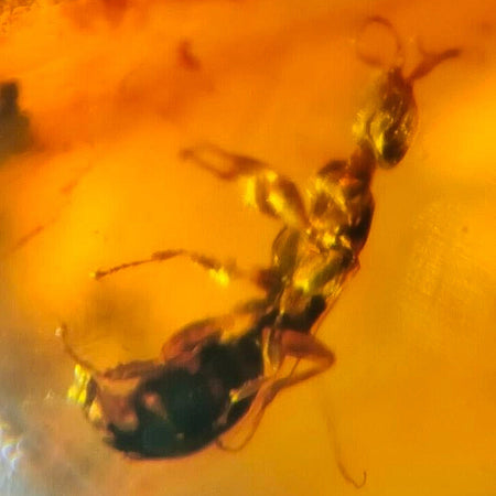 Burmese Insect Amber Hymenoptera Wasp Bee Fossil Cretaceous Dinosaur Age