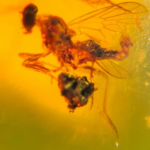 Burmese Insect Amber Unknown Flying Bug Fossil Burmite Cretaceous Dinosaur Age - Fossil Age Minerals