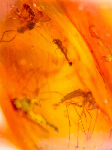 Burmese Insect Amber Mosquito Fly Bugs Fossil Bermite Cretaceous Dinosaur Era - Fossil Age Minerals