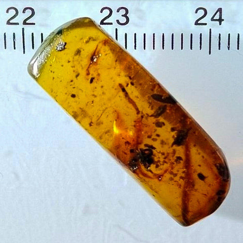 Burmese Insect Amber Diplopoda Millipede Burmite Fossil Cretaceous Dinosaur Age - Fossil Age Minerals