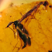 Burmese Insect Amber Coleoptera Beetles, And Roach Fossil Cretaceous Dinosaur Era