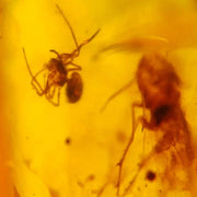 Burmese Insect Amber Arachnida Spider, Unknown Fly Fossil Cretaceous Dinosaur Age