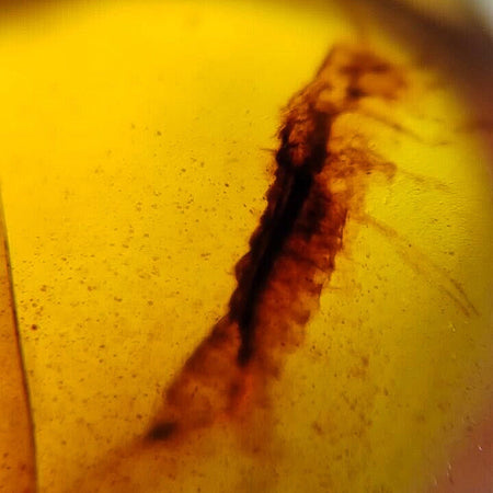 Burmese Insect Amber Uncommon Unknown Bug Fossil Cretaceous Dinosaur Age