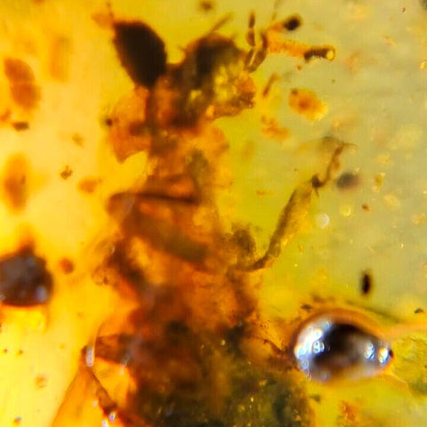 Burmese Insect Amber Unknown Flying Bug Fossil Burmite Cretaceous Dinosaur Age - Fossil Age Minerals