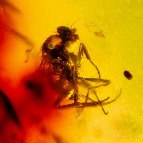Burmese Insect Amber Unknown Flying Bug Fossil Burmite Cretaceous Dinosaur Age - Fossil Age Minerals