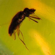 2 Burmese Insect Amber Coleoptera Beetles Burmite Fossil Cretaceous Dinosaur Era