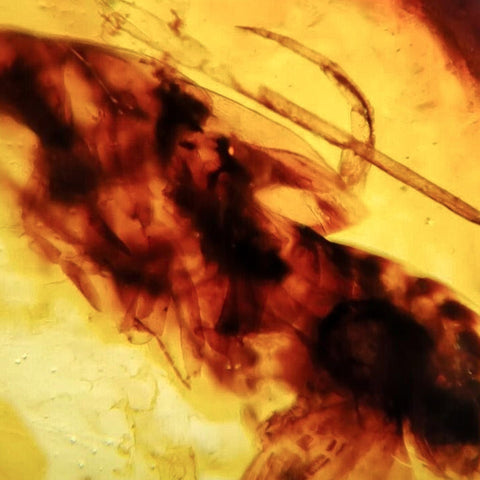 Burmese Insect Amber Roach Larva Fossil Cretaceous Burmite Dinosaur Age - Fossil Age Minerals