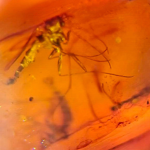 Burmese Insect Amber Mosquito Fly Bugs Fossil Bermite Cretaceous Dinosaur Era - Fossil Age Minerals