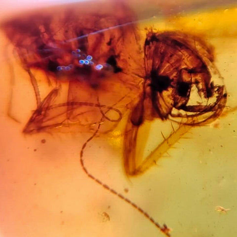 Burmese Insect Amber Rove Beetle And Roach Burmite Fossil Cretaceous Dinosaur Era - Fossil Age Minerals