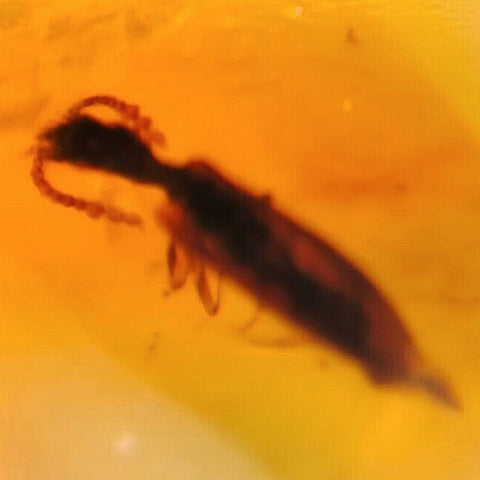 Burmese Insect Amber Coleoptera Beetle Burmite Fossil Cretaceous Dinosaur Era - Fossil Age Minerals