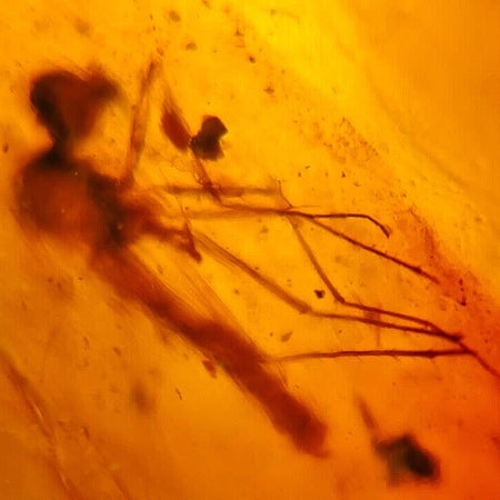 Burmese Insect Amber Mosquito Fly Bug Fossil Bermite Cretaceous Dinosaur Era