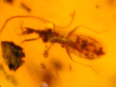 Burmese Insect Amber Hymenoptera Wasp, Gnat Bug Fossil Cretaceous Dinosaur Age - Fossil Age Minerals
