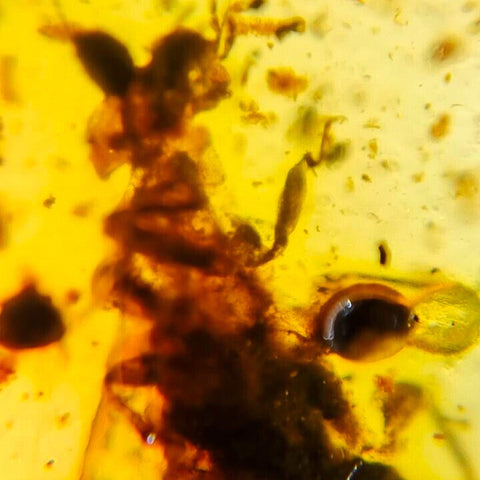 Burmese Insect Amber Unknown Flying Bug Fossil Burmite Cretaceous Dinosaur Age - Fossil Age Minerals