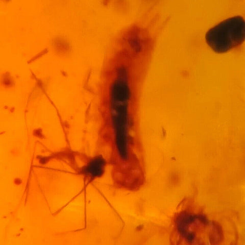 Burmese Insect Amber Mosquito Fly Unknown Bugs Fossil Cretaceous Dinosaur Era - Fossil Age Minerals