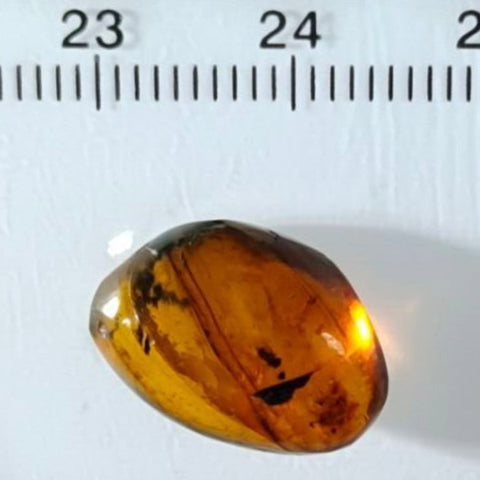 Burmese Insect Amber Hymenoptera Wasp Bee Fossil Cretaceous Dinosaur Age - Fossil Age Minerals