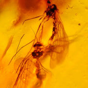 Burmese Insect Amber Uncommon Unknown Bugs Fossil Cretaceous Dinosaur Age
