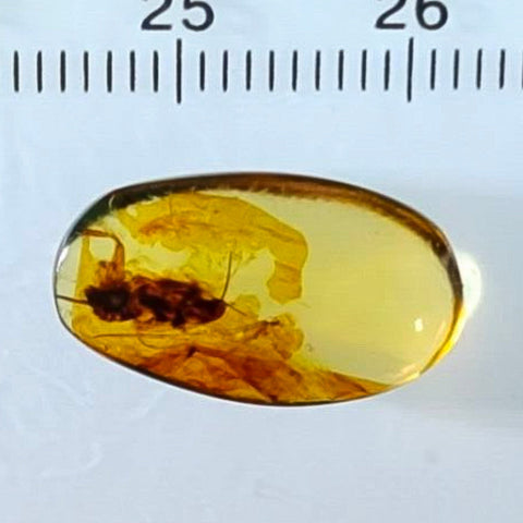 Burmese Insect Amber Roach Larva Fossil Cretaceous Burmite Dinosaur Age - Fossil Age Minerals
