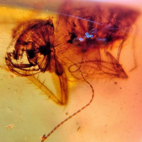 Burmese Insect Amber Rove Beetle And Roach Burmite Fossil Cretaceous Dinosaur Era - Fossil Age Minerals