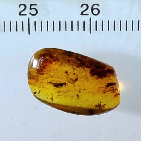 Burmese Insect Amber Hymenoptera Wasp, Unknown Bug Fossil Cretaceous Dinosaur Age - Fossil Age Minerals