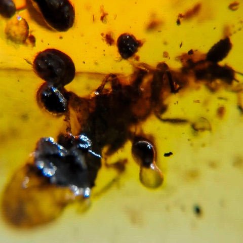 Burmese Insect Amber Unknown Flying Bug Fossil Burmite Cretaceous Dinosaur Age - Fossil Age Minerals