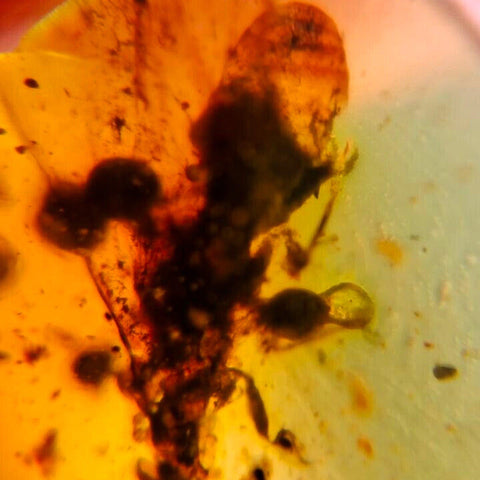 Burmese Insect Amber Unknown Flying Bug Fossil Burmite Cretaceous Dinosaur Age - Fossil Age Minerals