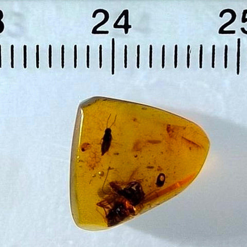 Burmese Insect Amber Rove Beetle And Roach Burmite Fossil Cretaceous Dinosaur Era - Fossil Age Minerals