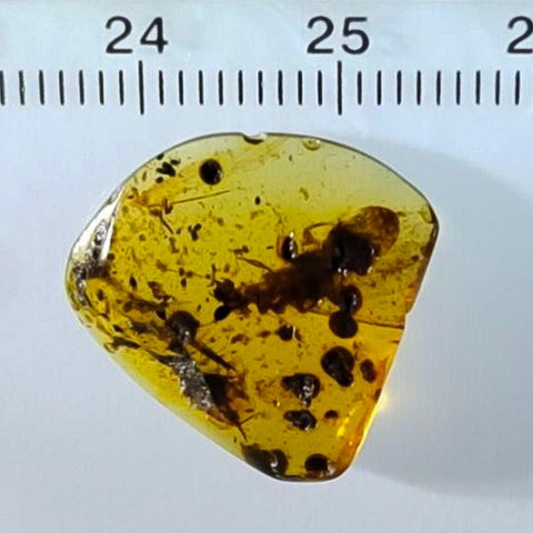 Burmese Insect Amber Unknown Flying Bug Fossil Burmite Cretaceous Dinosaur Age - Fossil Age Minerals